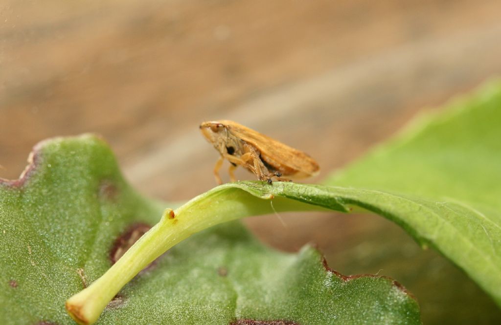 Philaenus spumarius: Aphrophoridae su frumento